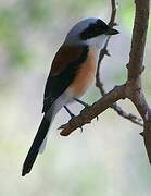 Bay-backed Shrike