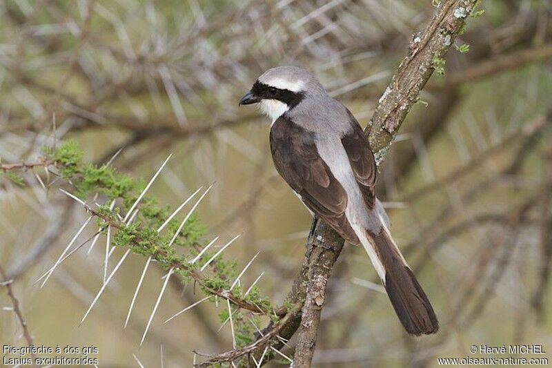 Grey-backed Fiscaladult