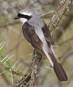 Grey-backed Fiscal