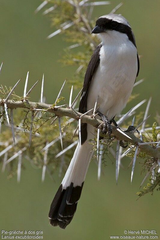 Grey-backed Fiscal