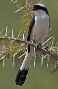 Grey-backed Fiscal