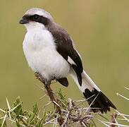 Grey-backed Fiscal