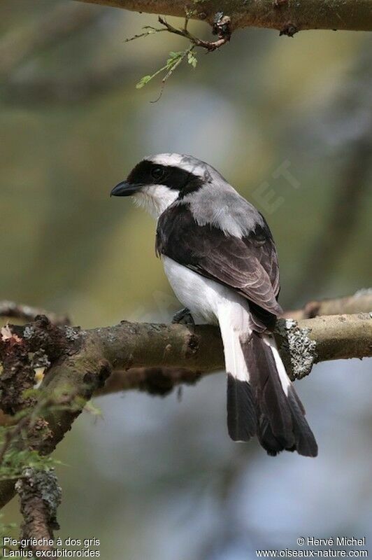 Grey-backed Fiscaladult