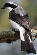 Grey-backed Fiscal