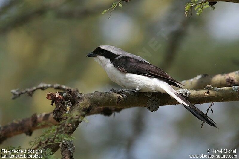 Grey-backed Fiscaladult