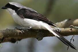 Grey-backed Fiscal