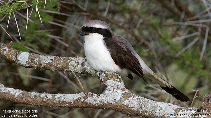 Grey-backed Fiscaladult