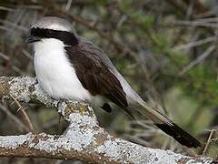 Grey-backed Fiscal