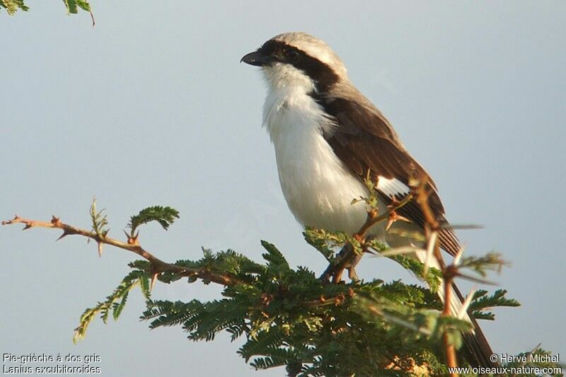 Grey-backed Fiscaladult