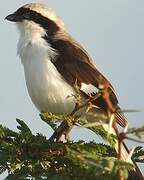 Grey-backed Fiscal