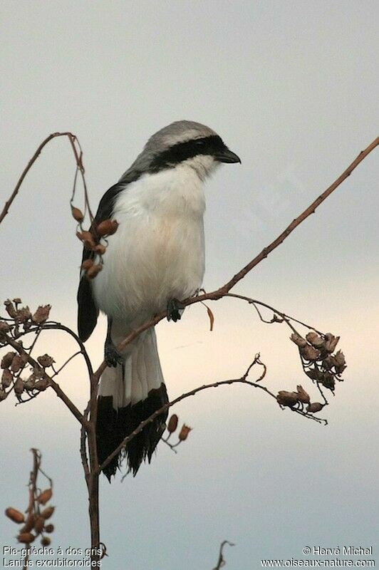 Grey-backed Fiscaladult