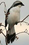 Grey-backed Fiscal