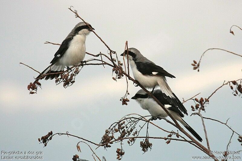 Grey-backed Fiscaladult