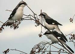 Grey-backed Fiscal