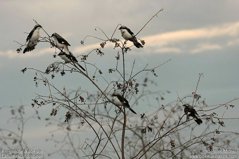 Grey-backed Fiscaladult