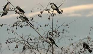 Grey-backed Fiscal