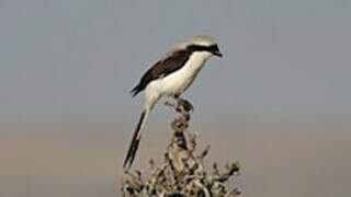 Grey-backed Fiscal