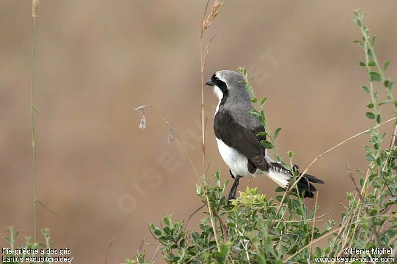 Grey-backed Fiscaladult