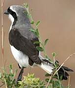 Grey-backed Fiscal