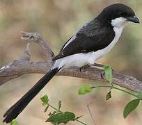 Long-tailed Fiscal