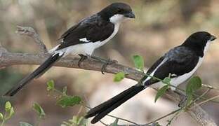 Long-tailed Fiscal