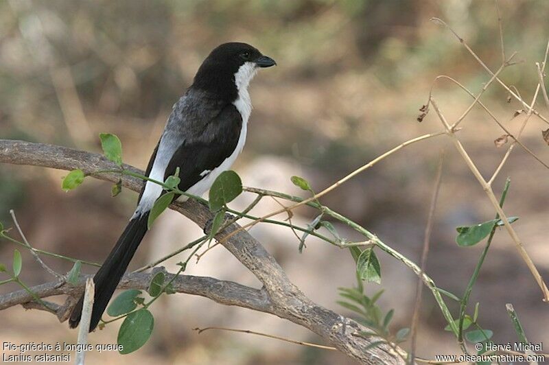 Long-tailed Fiscaladult