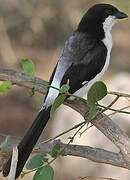 Long-tailed Fiscal