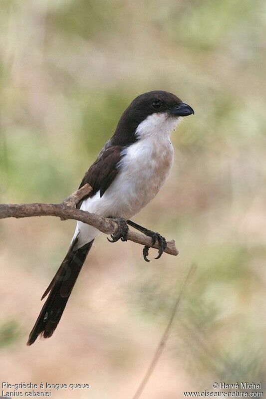 Long-tailed Fiscaladult