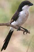 Long-tailed Fiscal