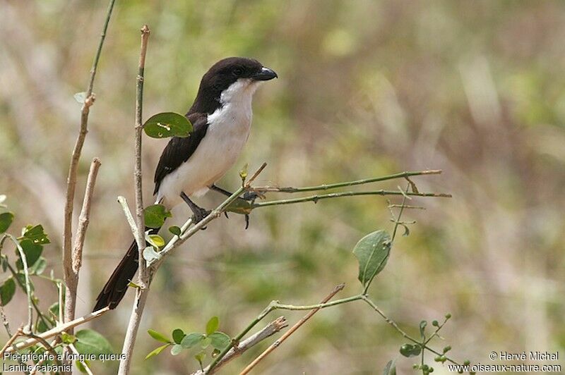 Long-tailed Fiscaladult