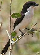 Long-tailed Fiscal