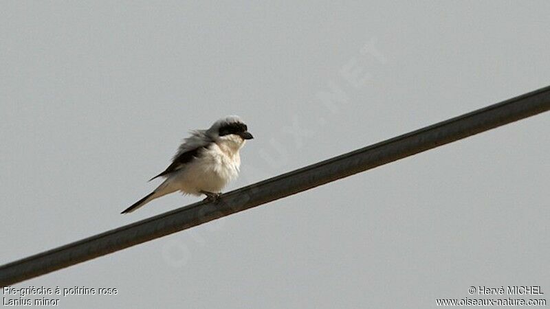 Lesser Grey Shrikeadult breeding