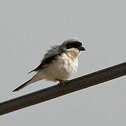 Lesser Grey Shrike