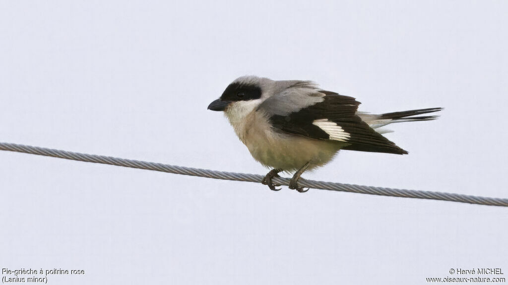 Lesser Grey Shrikeadult breeding