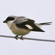 Lesser Grey Shrike