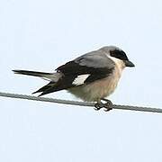 Lesser Grey Shrike