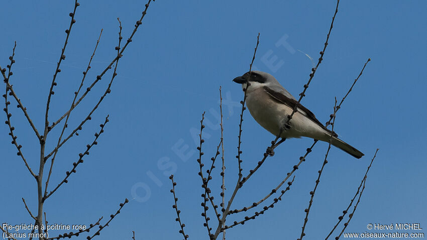 Lesser Grey Shrikeadult breeding