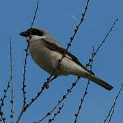 Lesser Grey Shrike