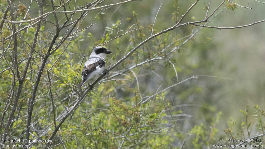 Lesser Grey Shrike