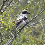 Lesser Grey Shrike