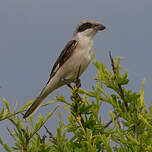 Pie-grièche à poitrine rose