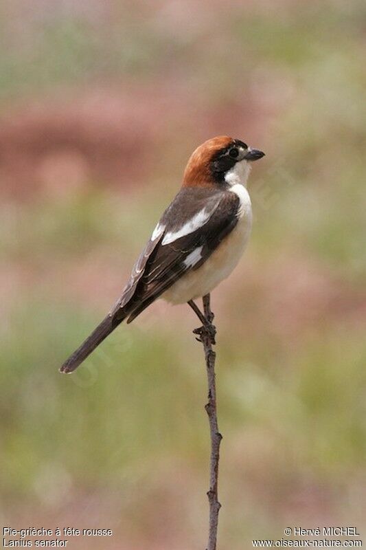 Woodchat Shrikeadult breeding