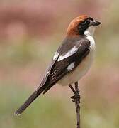 Woodchat Shrike