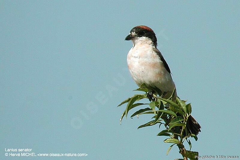 Woodchat Shrike