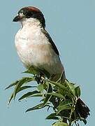 Woodchat Shrike