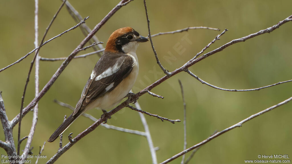 Woodchat Shrikeadult breeding