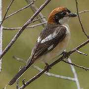 Woodchat Shrike