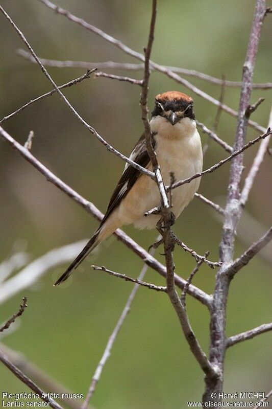 Woodchat Shrikeadult breeding