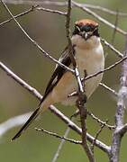 Woodchat Shrike