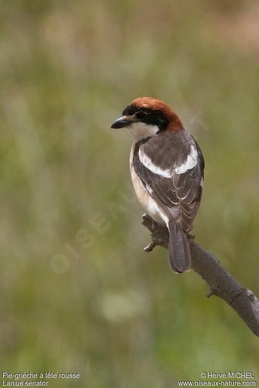 Woodchat Shrikeadult breeding